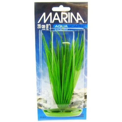 Marina Hairgrass Plant
