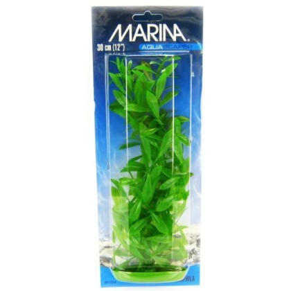 Marina Hygrophila Plant