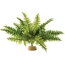 Exo Terra Boston Fern Terrarium Plant - Medium - 1 count