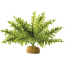 Exo Terra Boston Fern Terrarium Plant - Small - 1 count