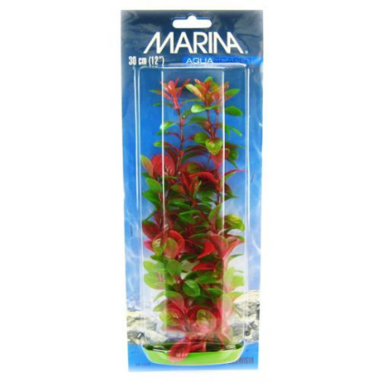 Marina Red Ludwigia Plant